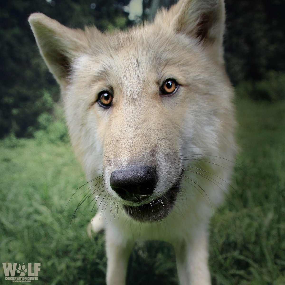 Is it always wrong to tell a lie? 🐺, image size:1200x1200