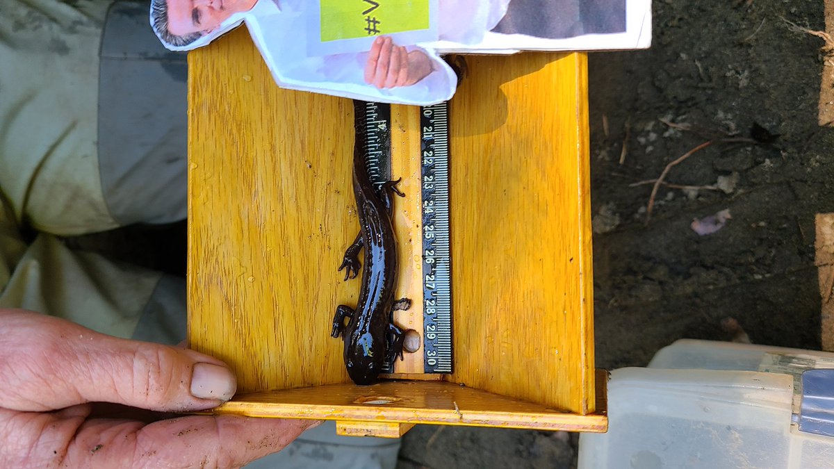 suzanne_deleon's tweet photo. #flatgavin counting salamanders captured during steelhead and drought monitoring. No animals were hurt during this exercise. #ValueScientists @GavinNewsom https://t.co/xGcmrittVi