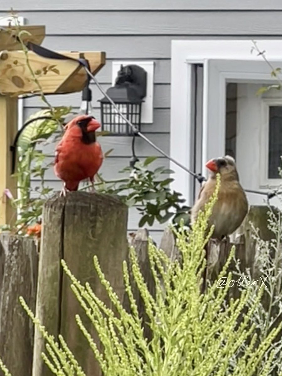 otterX's tweet photo. #MrCardinal and #MsCardinal plotting… https://t.co/seZpCqXSkA