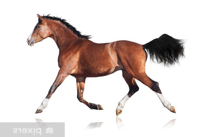 arqazo's tweet photo. 2d horse image to 3d horse model test

#3d #3dart #render #blender #cycles #art https://t.co/vUrLoepZkB