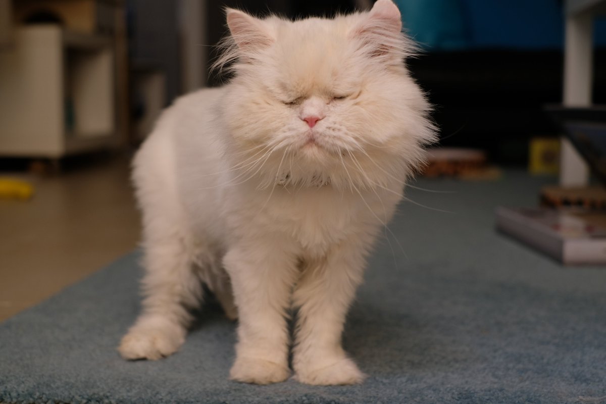 Purrsday riddle
Who do I spy
So here's the question
Who am I??

#catsoftwitter #cats #purrsday #ThursdayMotivation