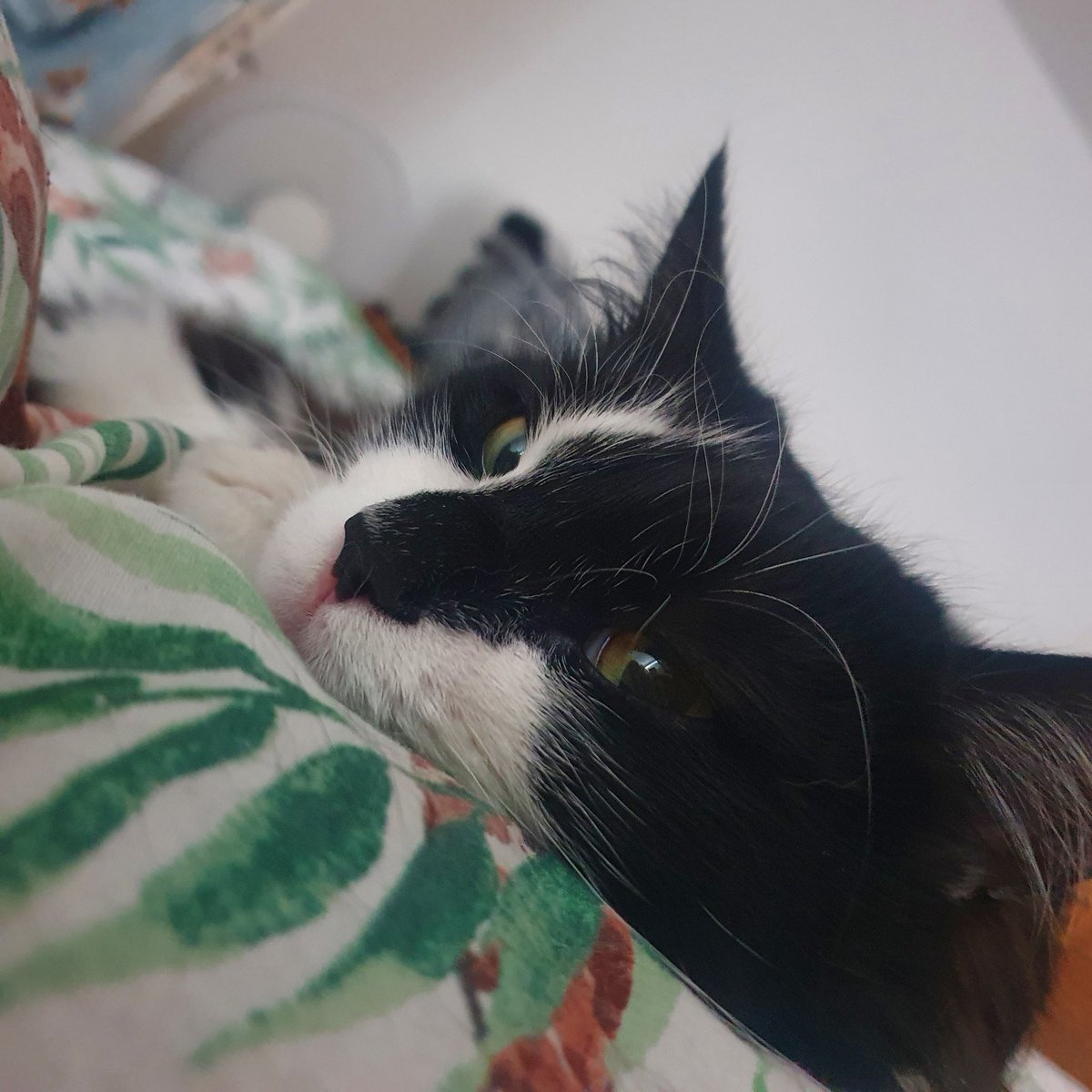 Luke Jønes tweet media