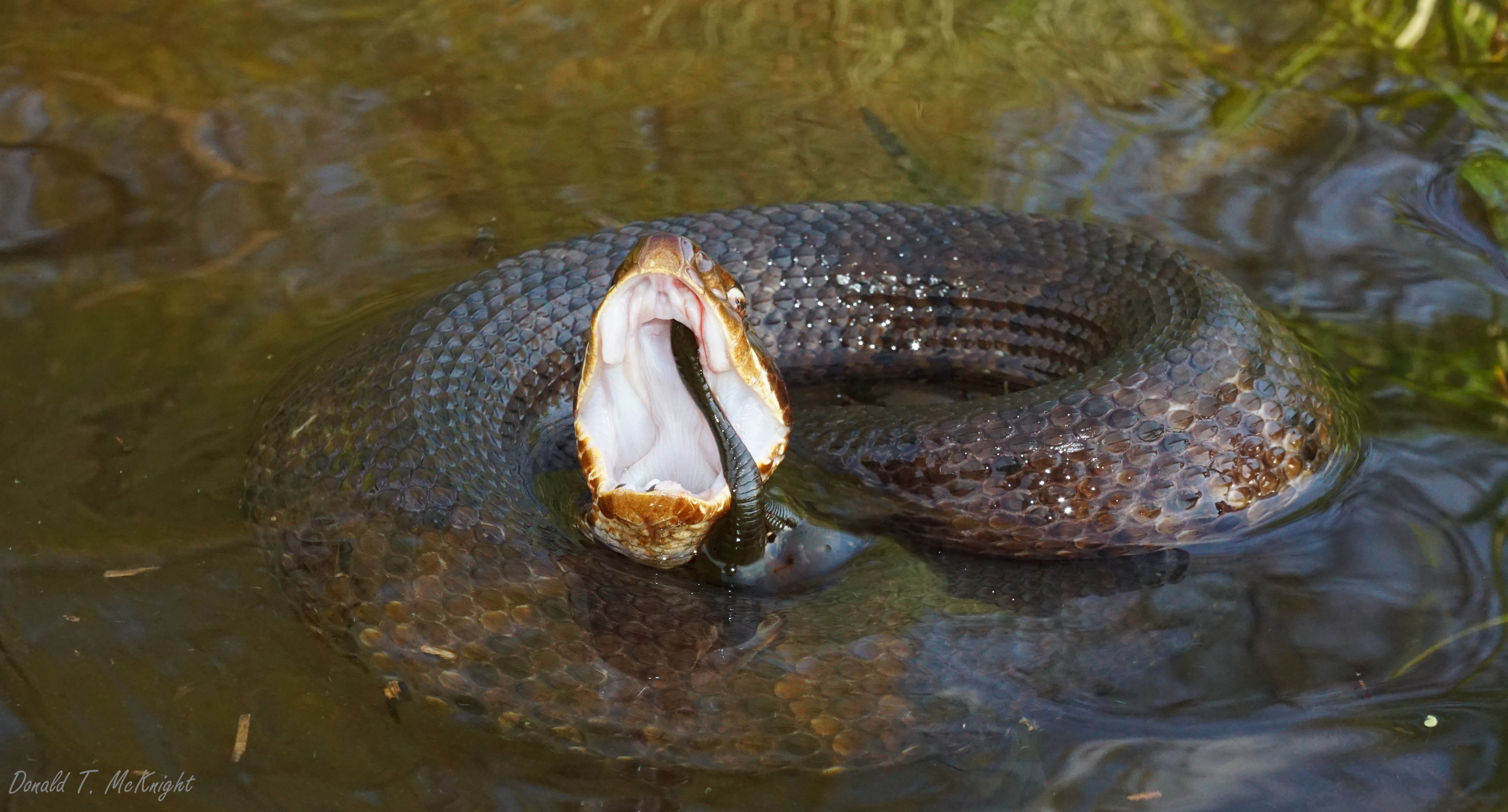 Donald McKnight on X: A few years ago, I found this cottonmouth with  massive leeches attached to it's mouth. I frequently see these leeches on  #turtles but have never seen them on #