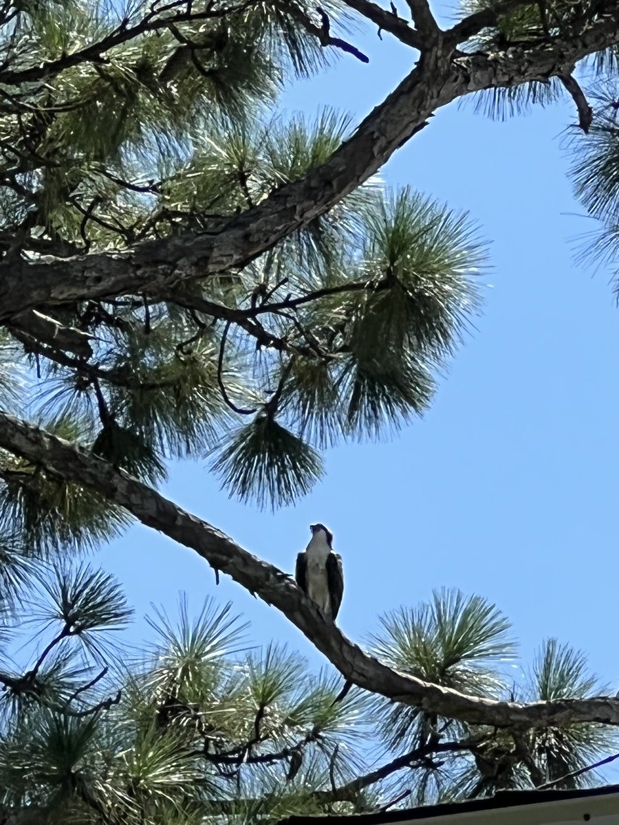 brooklynn_009's tweet photo. Osprey mama that has a nest in a tree in our yard. She’s such a pretty bird and her babies are precious, I wish I had a drone to get better pictures of the nest😱☺️ https://t.co/laJGBznjdW