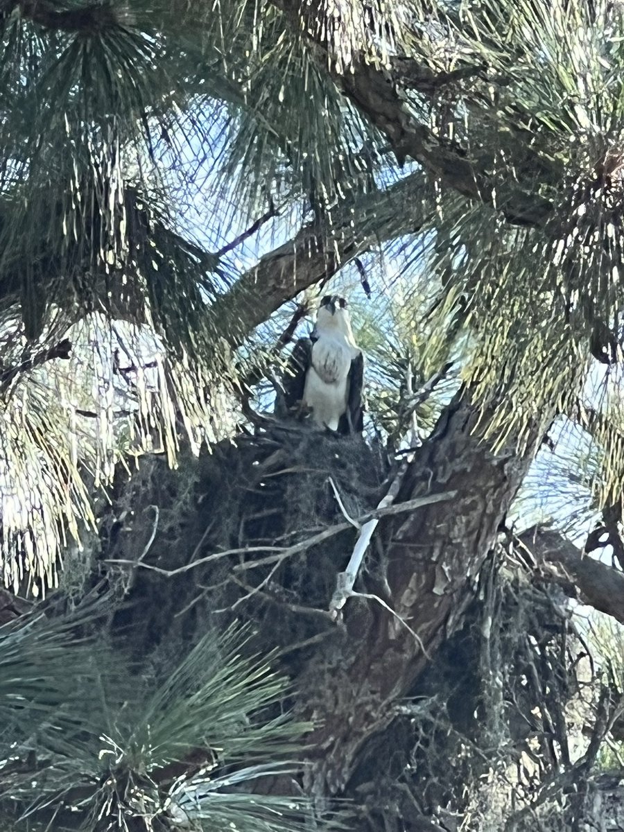 brooklynn_009's tweet photo. Osprey mama that has a nest in a tree in our yard. She’s such a pretty bird and her babies are precious, I wish I had a drone to get better pictures of the nest😱☺️ https://t.co/laJGBznjdW