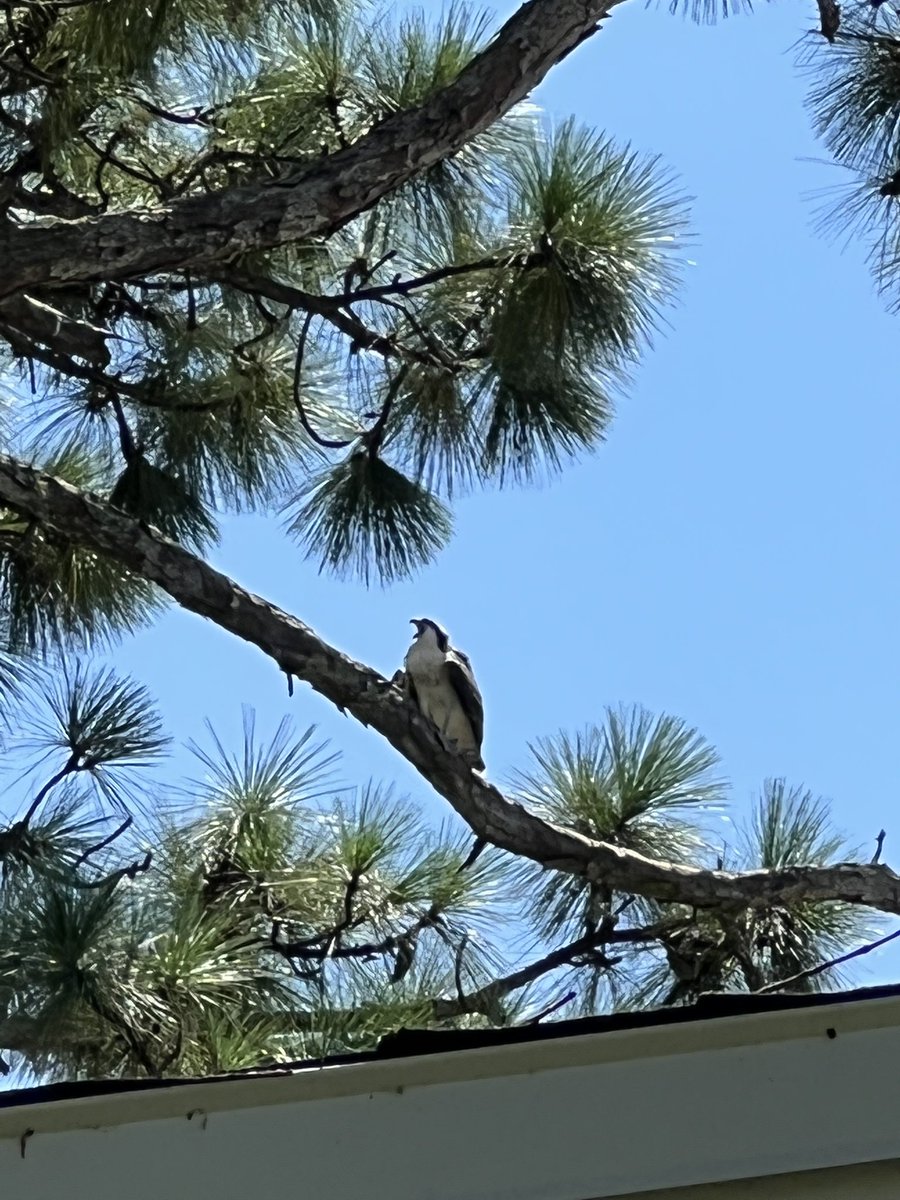brooklynn_009's tweet photo. Osprey mama that has a nest in a tree in our yard. She’s such a pretty bird and her babies are precious, I wish I had a drone to get better pictures of the nest😱☺️ https://t.co/laJGBznjdW
