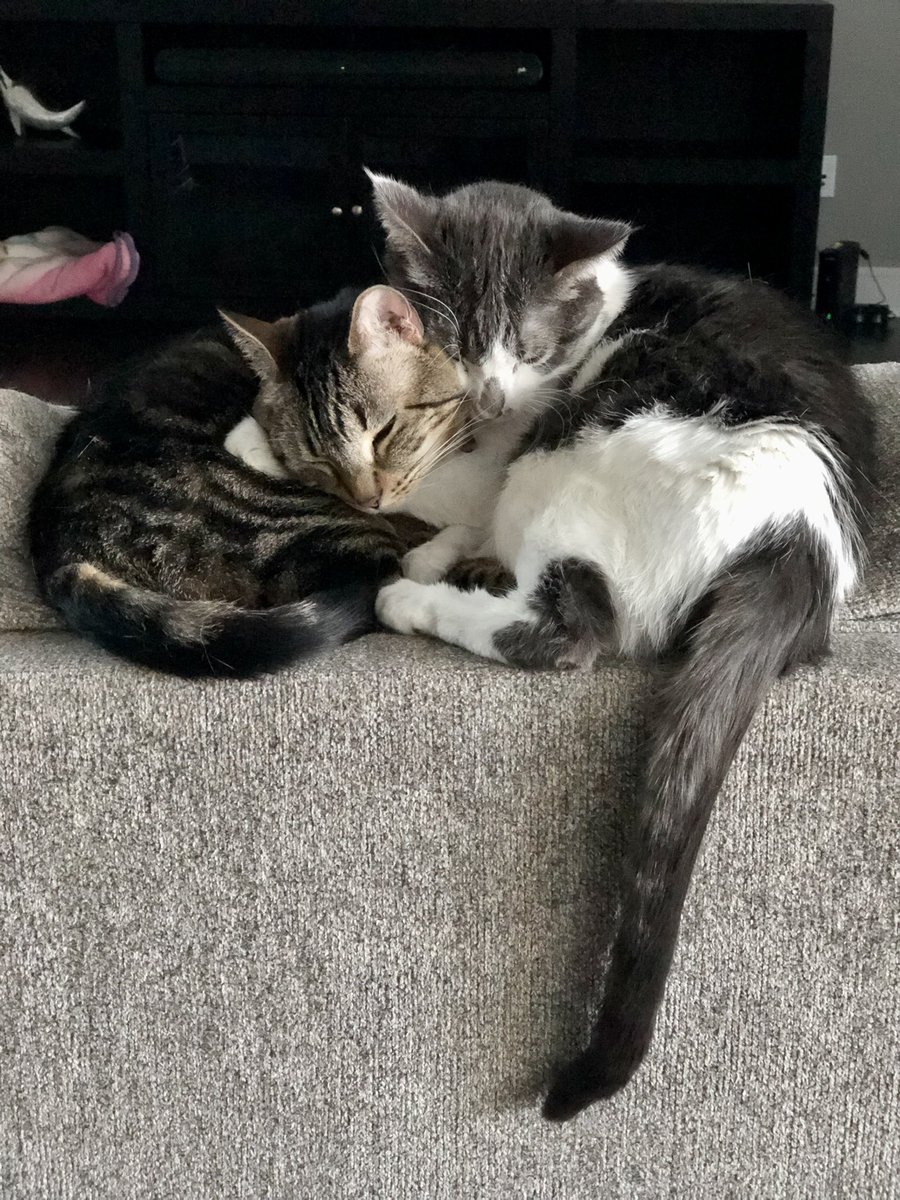 CarrieBarberLPN's tweet photo. 2 of our 8 kitties💕 Meet Chloe &amp; Abel #cuddlebugs #cats https://t.co/xaFjTbdFo8