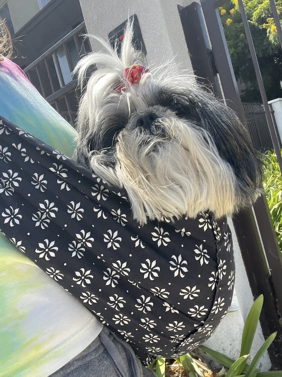 WillysClubhouse's tweet photo. Kat the Dog is living her best life  @WillysClubhouse 🤙🏻🔥🐶 🌴 https://t.co/dXoUMm9lk1