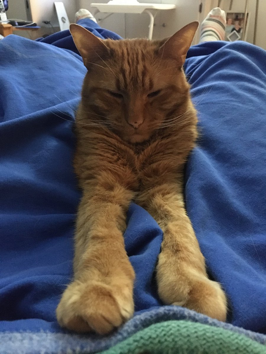 FairchildHawks's tweet photo. @WillMeyerPA Sonny back here with his #VoteBlue blanket and Felines Against Fascists Coalition. #BlueCrew #MewCrew ๐ป๐๐ป https://t.co/VaRoRpItD5