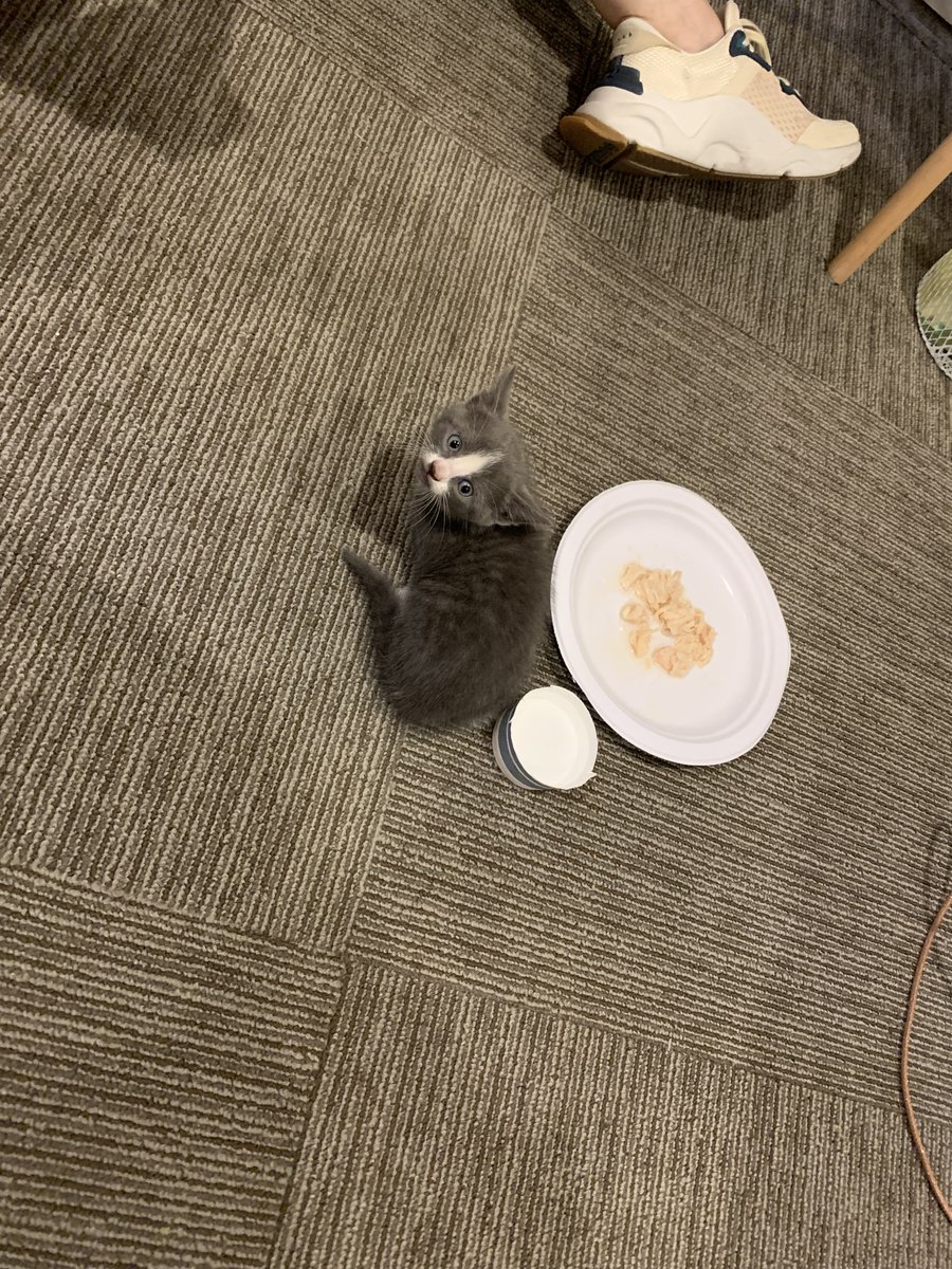 VytalBodyworks's tweet photo. Look at what the ladies saved today!
This sweet tiny kitten was found inside the tire of our client's car! luckily we were able to get her out!
Good job ladies! Have a wonderful day!
#ict #wichita #kansas #love #savinganimals #greatday #saving #cute #KittensOfTwitter https://t.co/kgmKif1owy