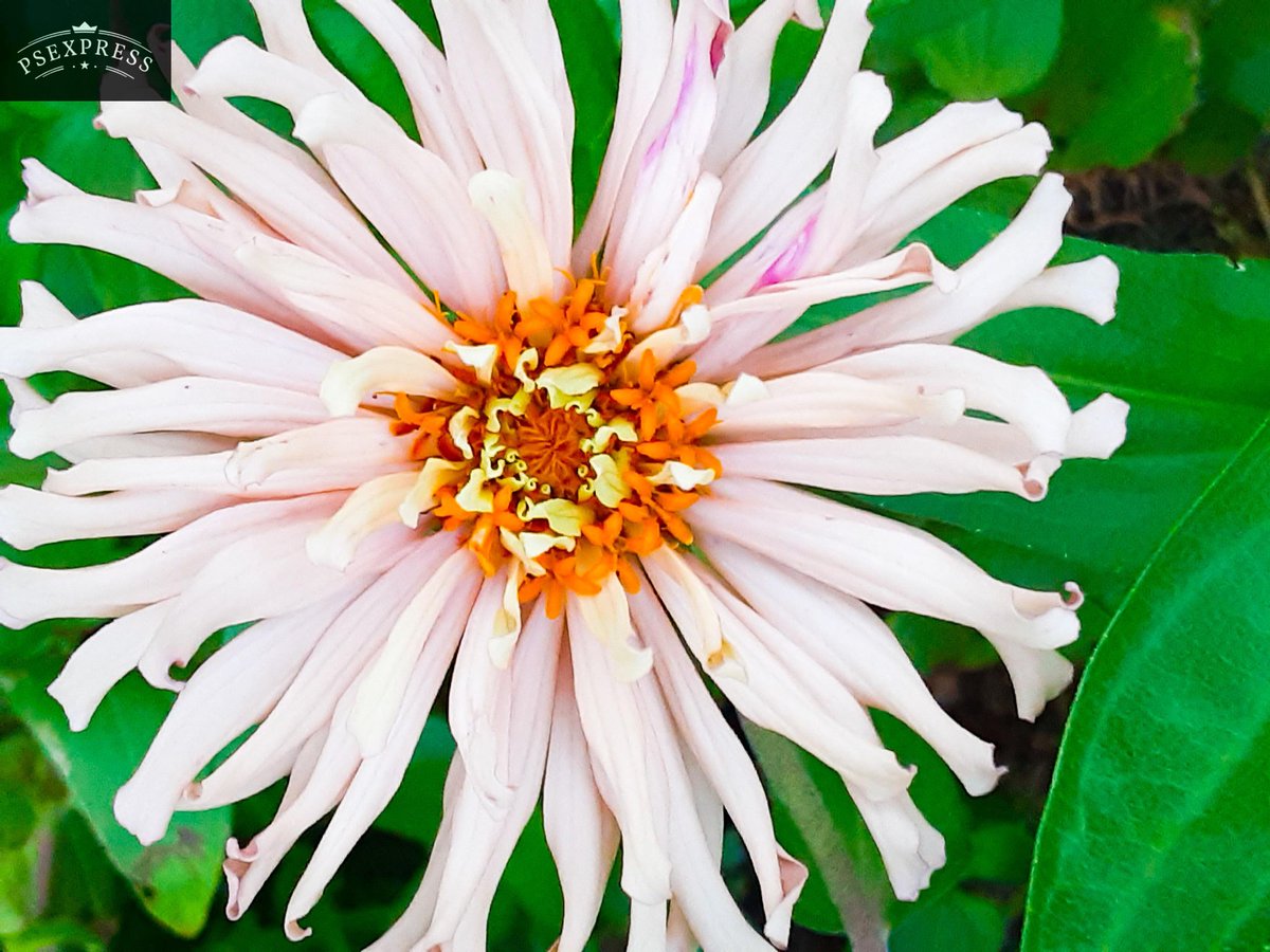 IntoTheRustic's tweet photo. Cactus zinnia are one of my favorite flower varieties to grow. Spikey, gorgeous, and prolific. 😍😍😍
#cactuszinnia #zinnia #Flowers #GardenersWorld #gardening #flowerphotography #gardensoftwitter #Garden https://t.co/StoYpx4oUd