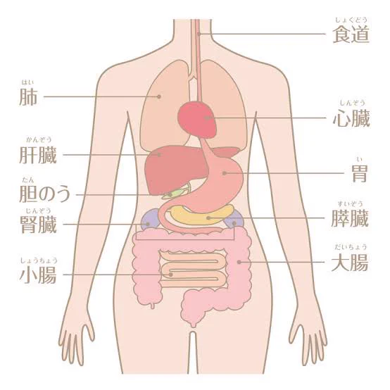 レバーブローって左フックで右脇腹下腹部を打つようなイメージあるけど、肝臓って胃袋より上にあるんだよね。  