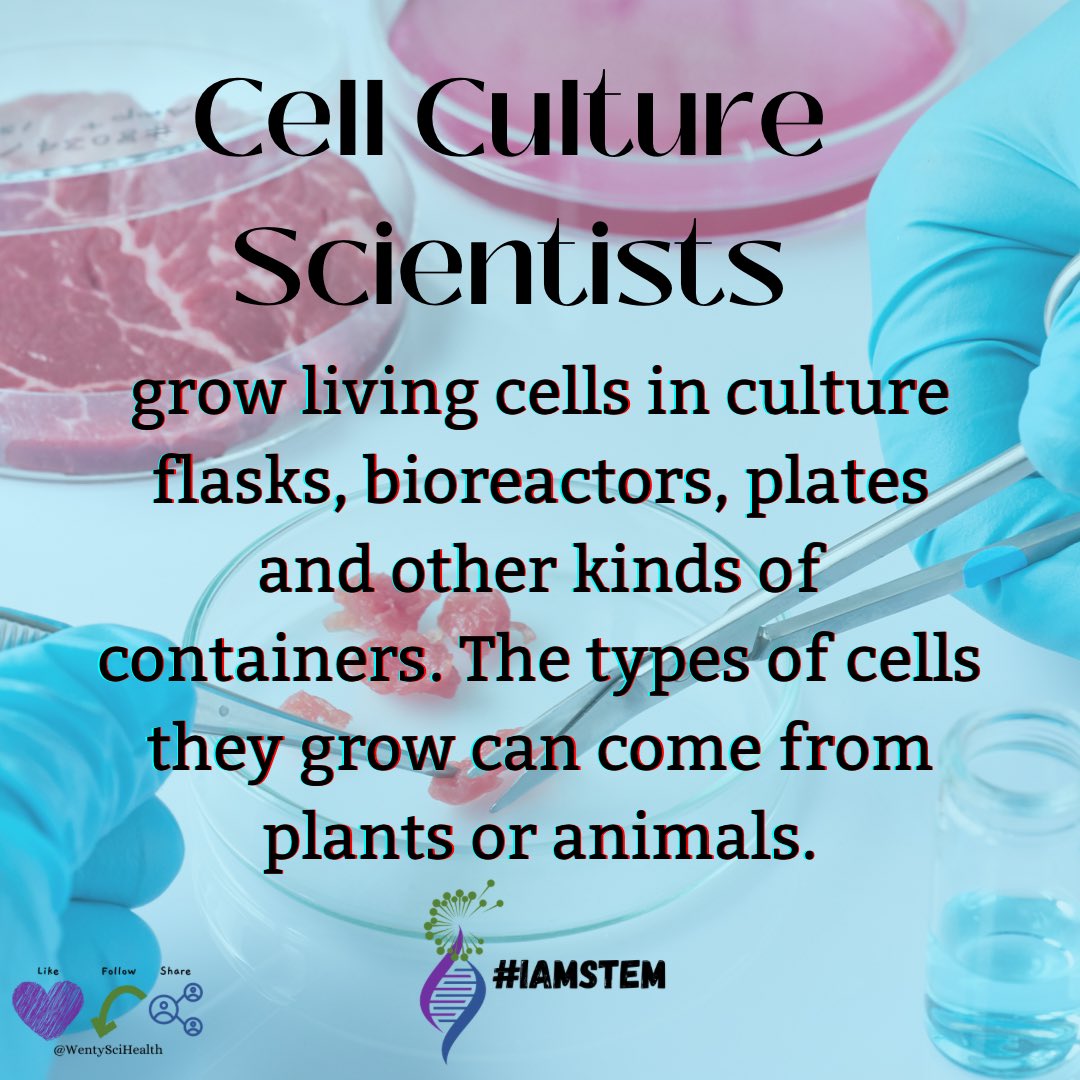 WentySciHealth's tweet photo. As the industry for cultivated meat grows, the need for Cell Culture Scientists and Technicians will also grow! If you are interested in contributing to a world-altering technology, this may be the career opportunity for you!
#IamSTEM #STEM #cultivatedmeat #labbasedmeat https://t.co/8NPOg3NdIU