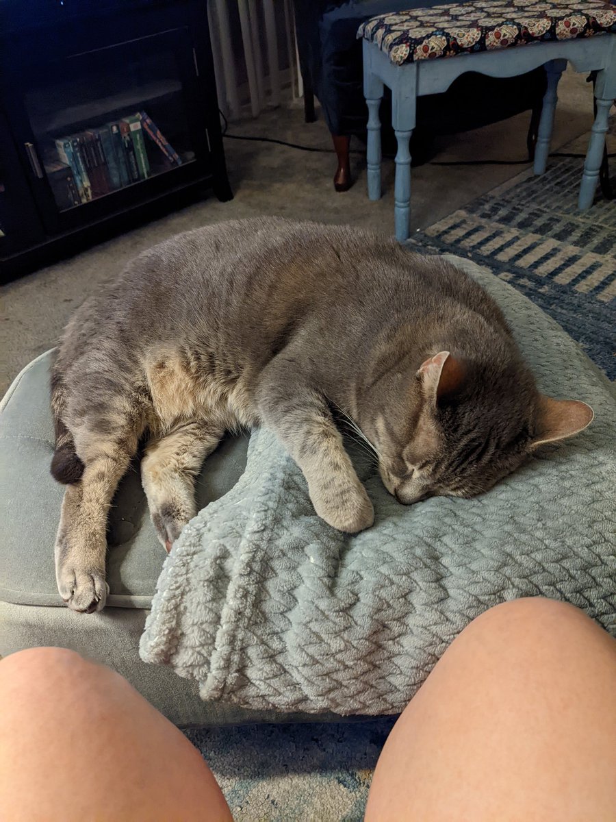 Quasimoto2_1's tweet photo. @JortsTheCat Both my bois like different foods, well to be fair chonky boi would eat his brofurs too if given the chance. The old man is the really picky one. Old man on the left, new guy getting chonky on the right https://t.co/dkoM6ZLg5v