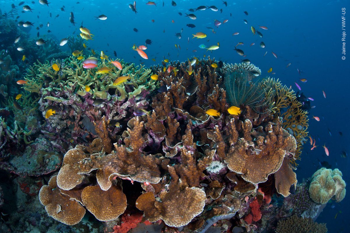 WWF_LAC's tweet photo. ¡Otra razón para combatir el cambio climático!
Con un calentamiento global de 1,5 grados centígrados por encima de los niveles preindustriales, para 2050 más del 70% de los arrecifes de coral desaparecerán. Si el calentamiento llega a 2 grados, éstos prácticamente se extinguirán. https://t.co/60alnD15T4