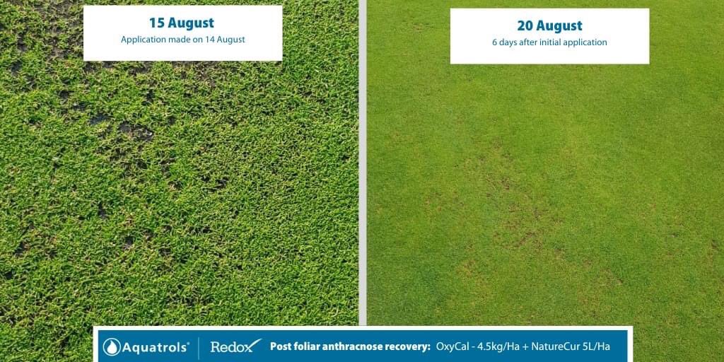 michael_fance's tweet photo. 1. When the @Aquatrols @redoxgrows #TurfRx range first became available in the UK we knew we had a tank-mix to promote recovery from both abiotic and biotic stresses to turf. Very soon greenkeepers were sharing their post-Anthracnose blight recovery photos with @AquatrolsEurope https://t.co/OkrcJwFIhK