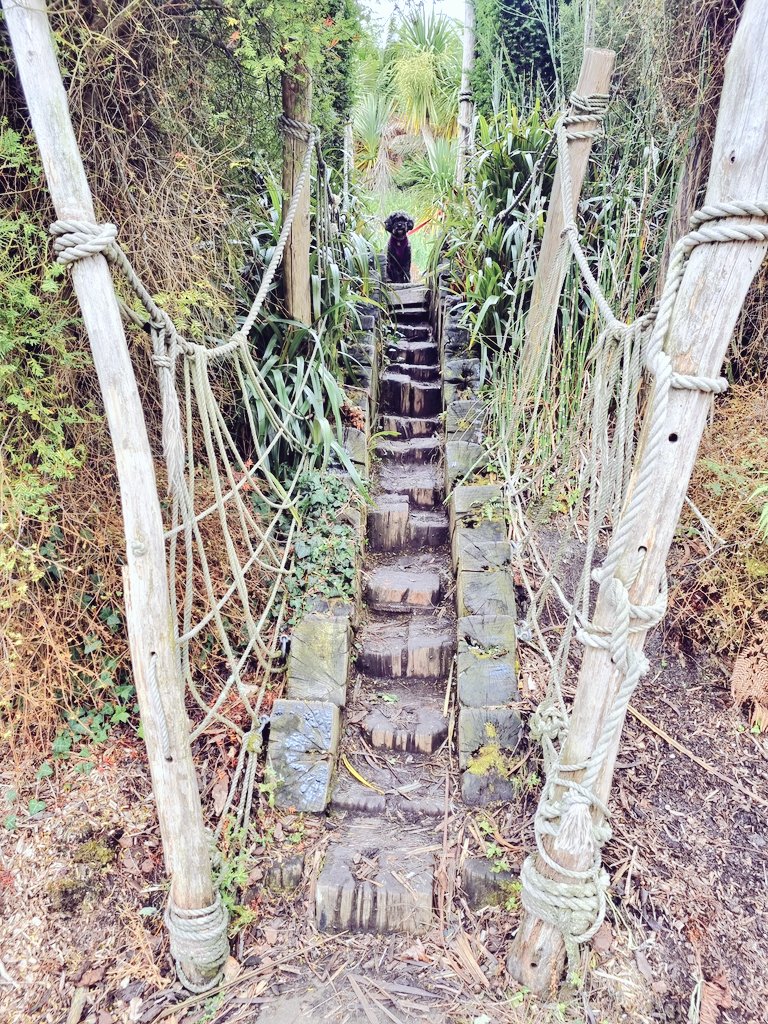 FrancescaLWhite's tweet photo. Eden Adventurin' #dailydoseofcute #edenphotocomp #edenproject https://t.co/ClFuDUXQ2V