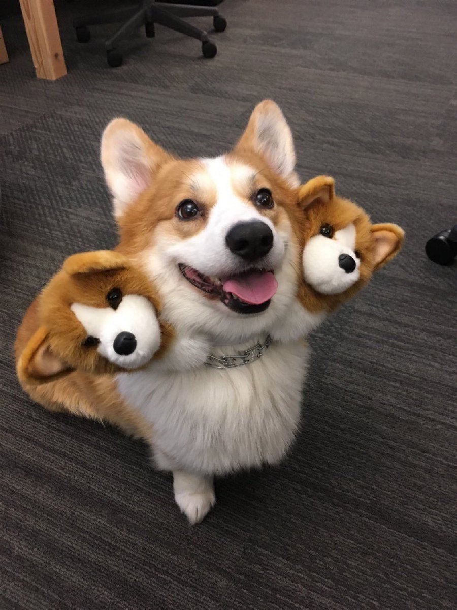 A rare 3 headed corgo