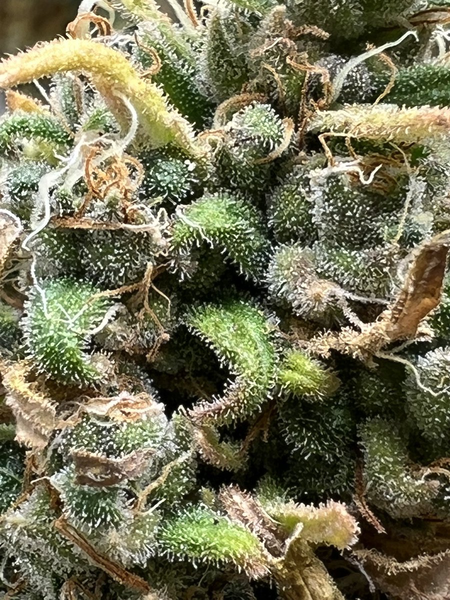MrCanadianGrow's tweet photo. Few more days tell I chop the Cannacotta😈 And time to baby these Velvet Purps from @cryptocannagen &amp; Critical Banana Smoothie &amp; Peanut Butter Cookies from @TastebudzSeeds👊🏻

#fc4800 #fc3000 #TheTribe #gromie #Mmemberville #gyo #growyourown #JGYO #tastebudzseeds #marshydrolight https://t.co/PlRxYgYkSz