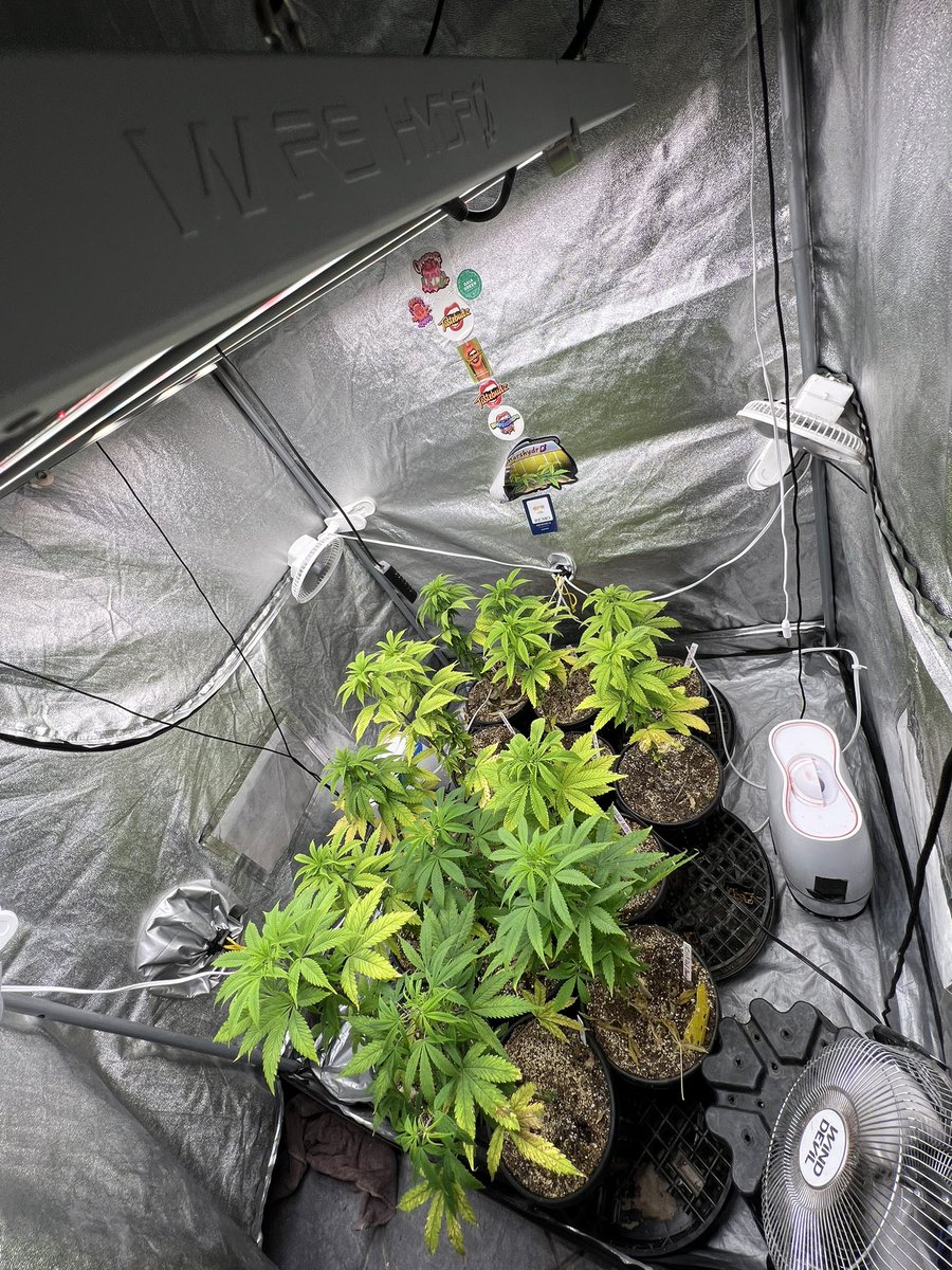 MrCanadianGrow's tweet photo. Few more days tell I chop the Cannacotta😈 And time to baby these Velvet Purps from @cryptocannagen &amp; Critical Banana Smoothie &amp; Peanut Butter Cookies from @TastebudzSeeds👊🏻

#fc4800 #fc3000 #TheTribe #gromie #Mmemberville #gyo #growyourown #JGYO #tastebudzseeds #marshydrolight https://t.co/PlRxYgYkSz