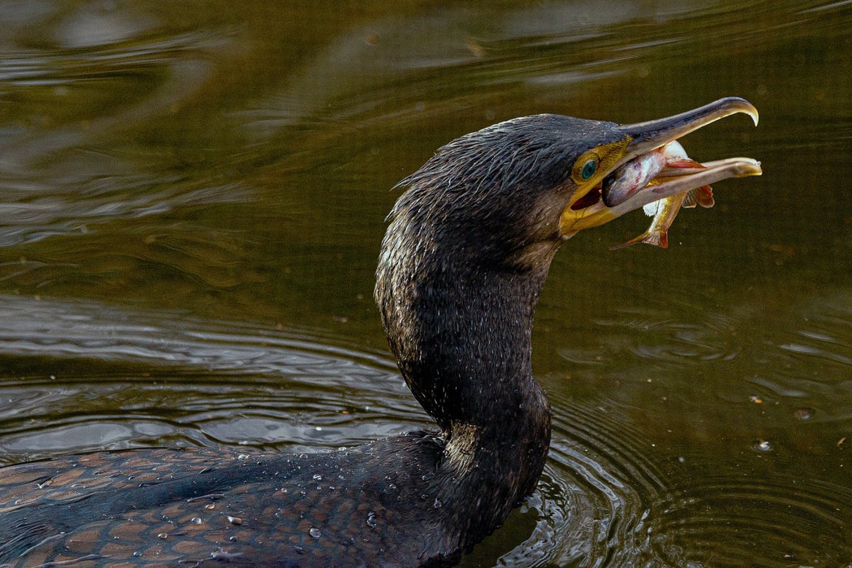 lensmanic's tweet photo. Cormorant on the Wandsworth Common lake having lunch #LoveParksWandsworth https://t.co/BGVOL2CFNn