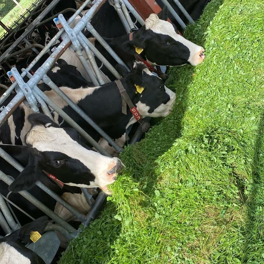 michaeldowney6's tweet photo. Some red clover mix into the cows diet today that had been destined for silage to stretch on the grass. They certainly liked it!! π #drought #bufferfeeding #grasstomilk #roboticmilkingIreland #ABCgrazing #farming #farmlife https://t.co/IJnCAHjGLE