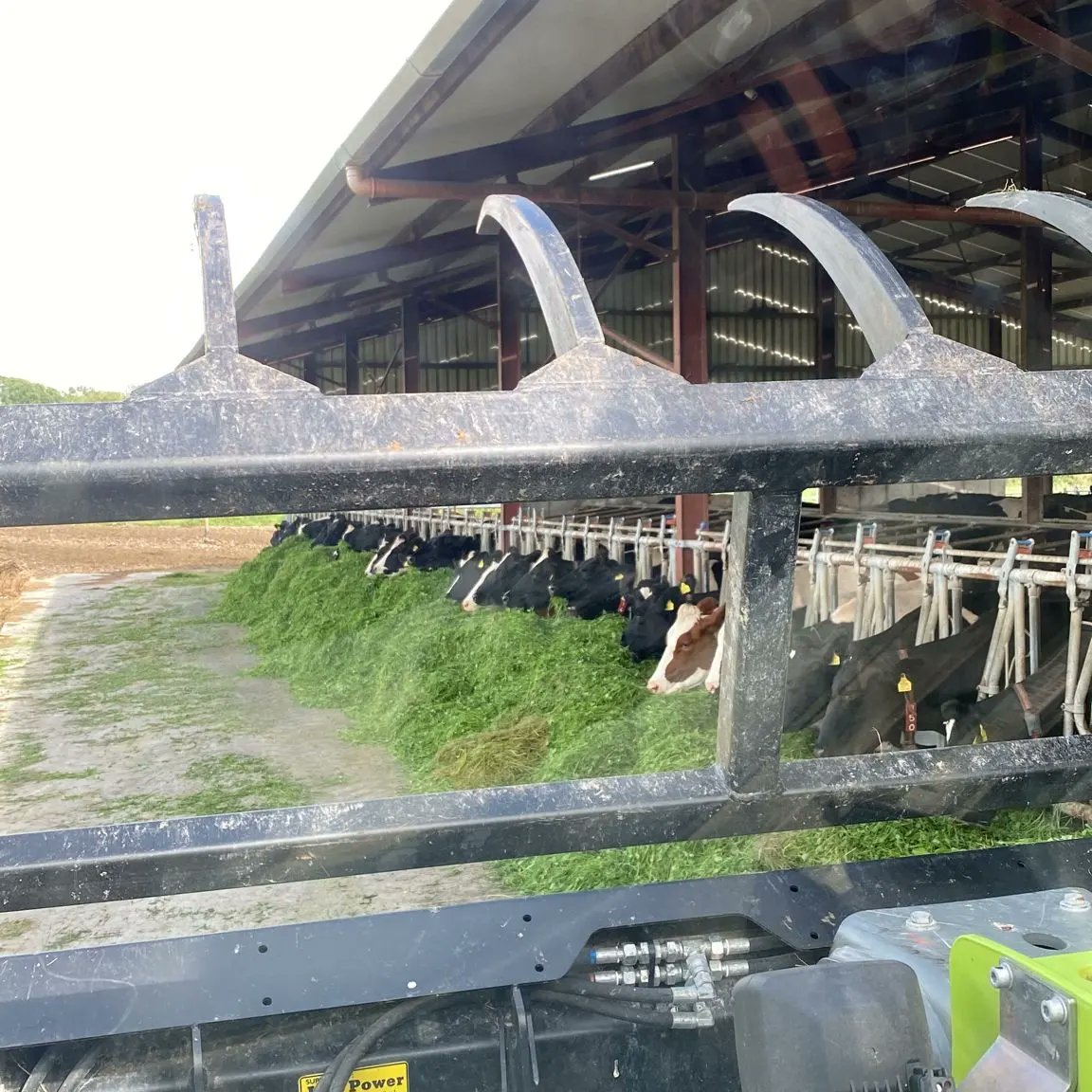 michaeldowney6's tweet photo. Some red clover mix into the cows diet today that had been destined for silage to stretch on the grass. They certainly liked it!! π #drought #bufferfeeding #grasstomilk #roboticmilkingIreland #ABCgrazing #farming #farmlife https://t.co/IJnCAHjGLE