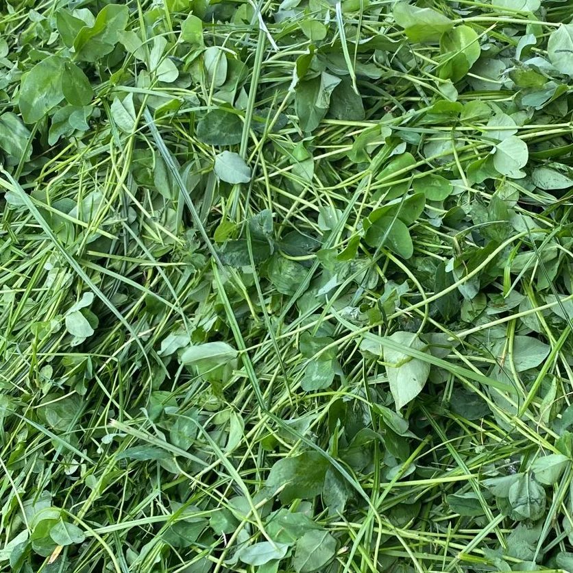 michaeldowney6's tweet photo. Some red clover mix into the cows diet today that had been destined for silage to stretch on the grass. They certainly liked it!! π #drought #bufferfeeding #grasstomilk #roboticmilkingIreland #ABCgrazing #farming #farmlife https://t.co/IJnCAHjGLE