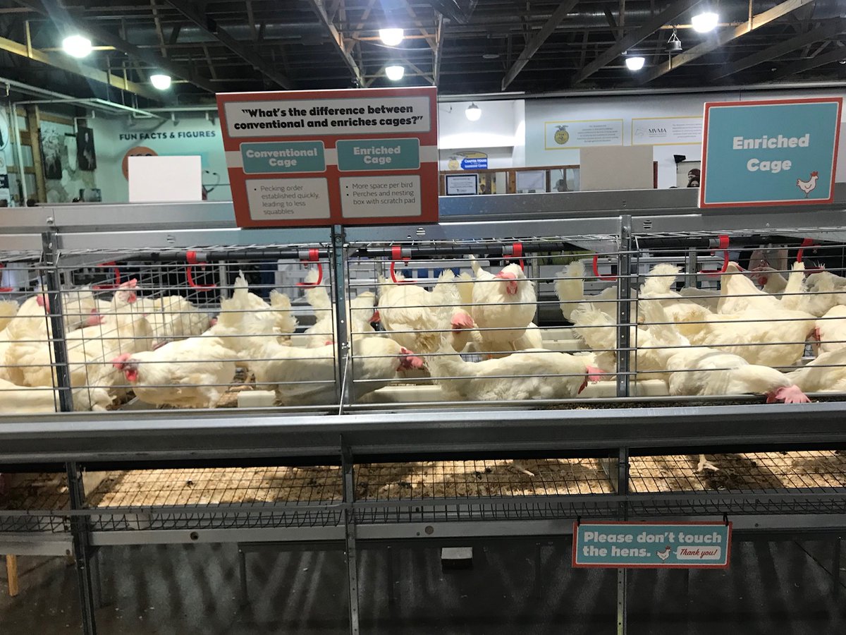 Visiting the <a href="/Minnesota/">Minnesota</a> State Fair today? Hundreds of 4-H and FFA exhibitors will be showcasing the hard work they’ve put into their poultry projects this year. Stop by and show your support! mnstatefair.org/animals/poultr… #MinnesotaStateFair