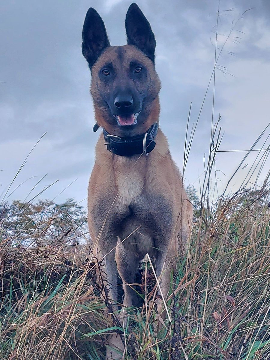 PSOSDogs's tweet photo. #PDObi &amp; handler made their presence felt when first on scene to assist @Lanarkshire_Pol last week.  ‍2 males with bladed weapons attacking each another were swiftly taken into custody as a result of #PDObi doing what he does best!
#KeepingPeopleSafe
#NoKnivesBetterLives https://t.co/tAQVsMqQ7O