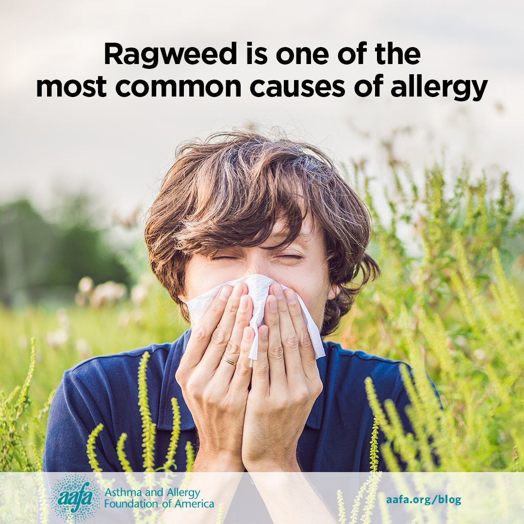 Ragweed #pollen allergy is a major cause of seasonal #allergies, especially during August and September. In the late summer, about 15% of Americans have allergy symptoms due to ragweed pollen.

Learn more about ragweed pollen: aafa.org/ragweed-pollen/