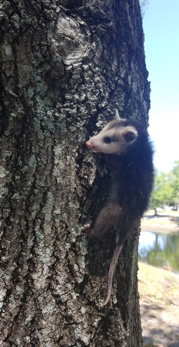 Possum Every Hour on Twitter