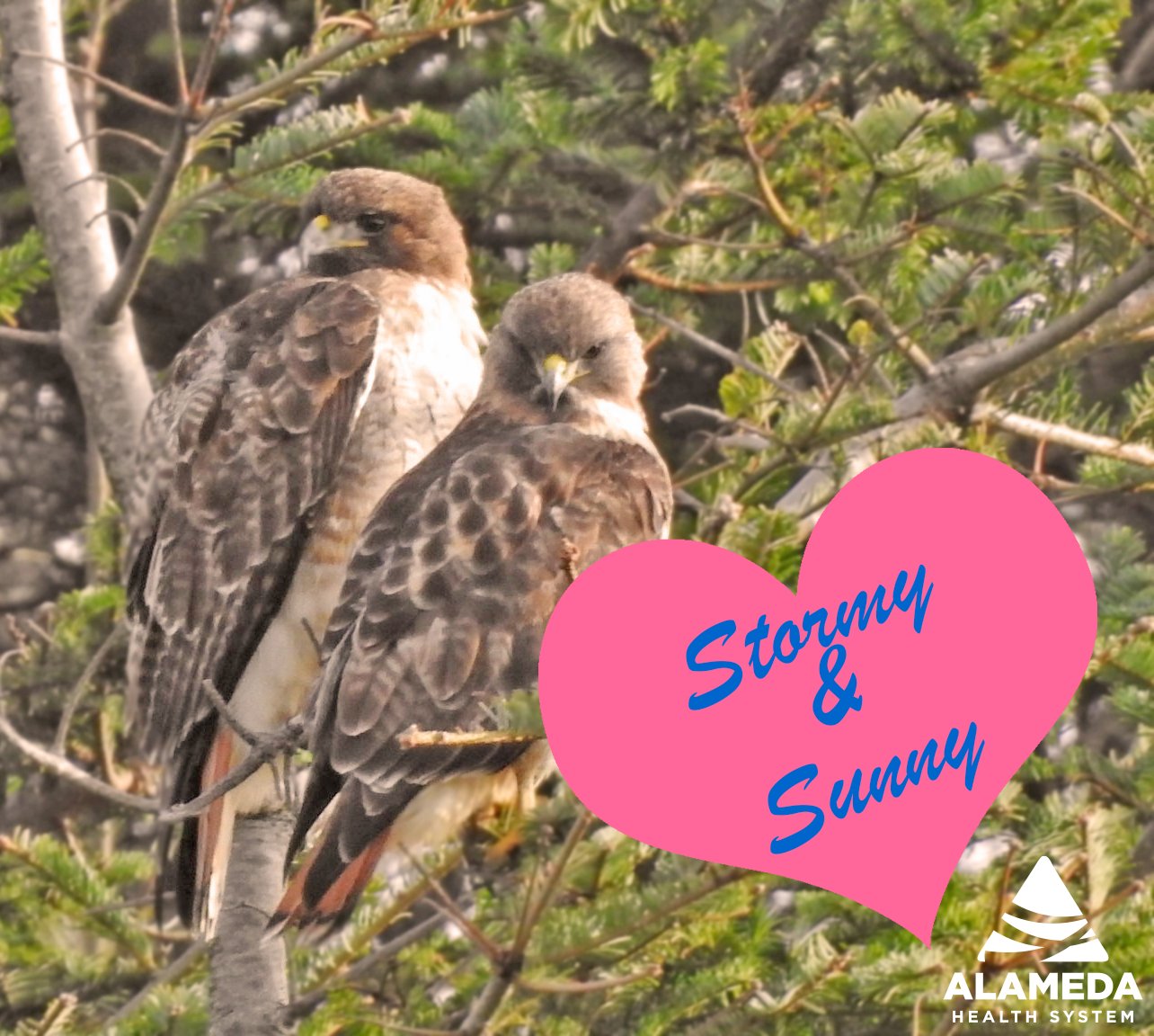 Alameda Health System On Twitter Meet Stormy And Sunny Highland 