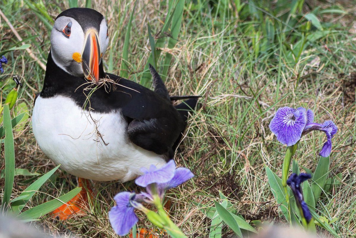 PeterPuffin4's tweet photo. Peter is enjoying the colour surrounding him. https://t.co/oSHhLfipDB