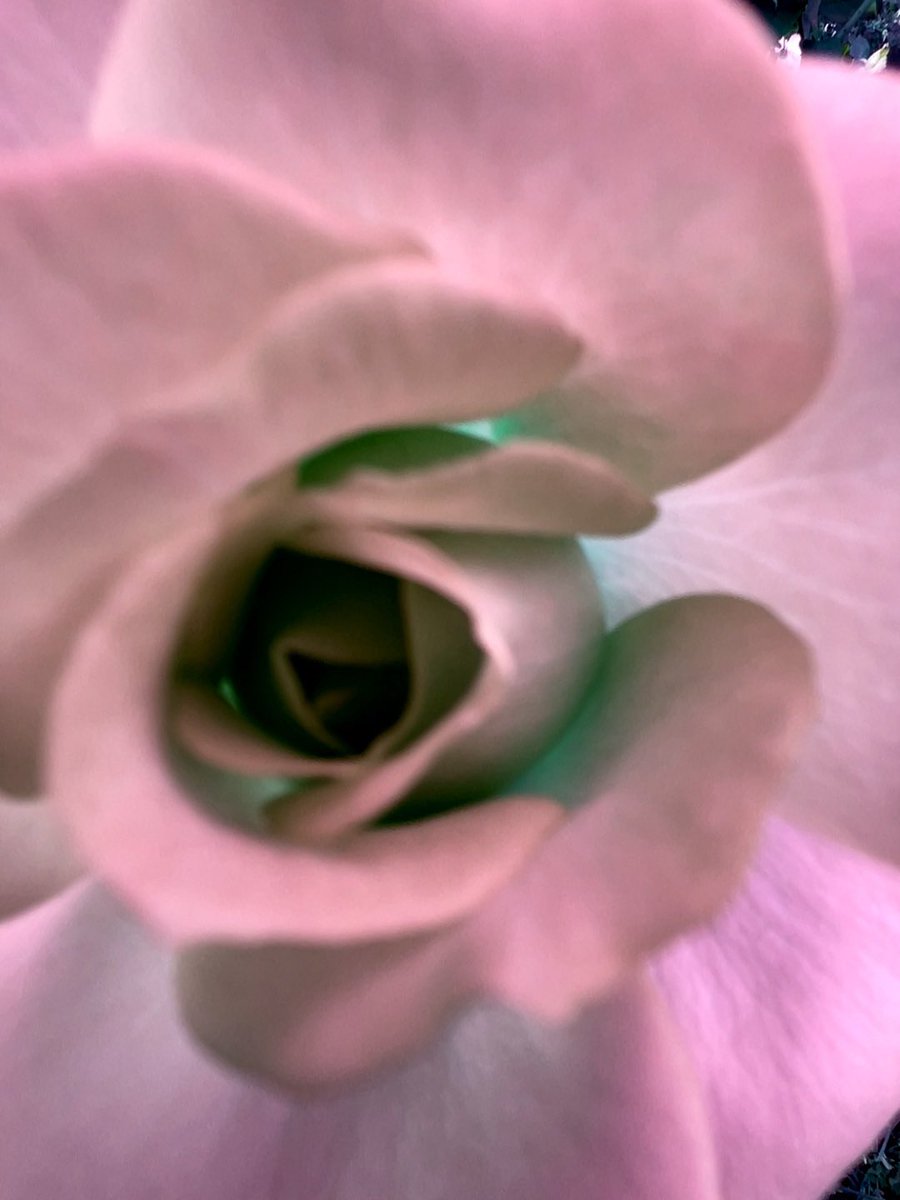 sdetroy's tweet photo. Roses rule
Trip to the rose garden and #slowshutterapp
Creating and -laying for #futurenfts https://t.co/BbEriRx5qs
