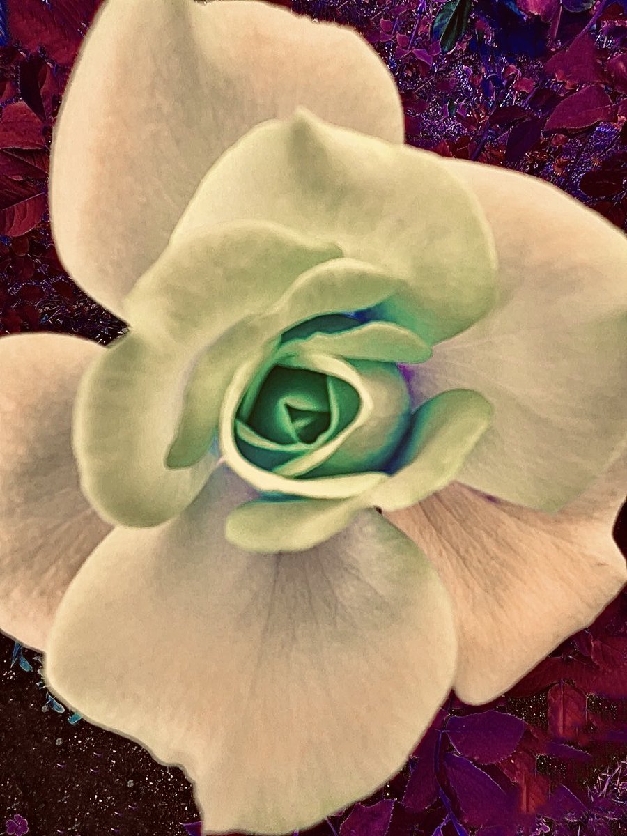 sdetroy's tweet photo. Roses rule
Trip to the rose garden and #slowshutterapp
Creating and -laying for #futurenfts https://t.co/BbEriRx5qs