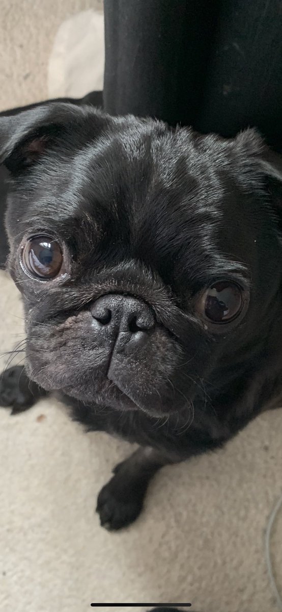 Misfitkris's tweet photo. I miss this little face 💔 can’t believe it’s been a week since Kiwi crossed over rainbow bridge 🌈 the last few days have been a blur #dogsoftwitter #rainbowbridge #grief https://t.co/ezbCYxJp5O