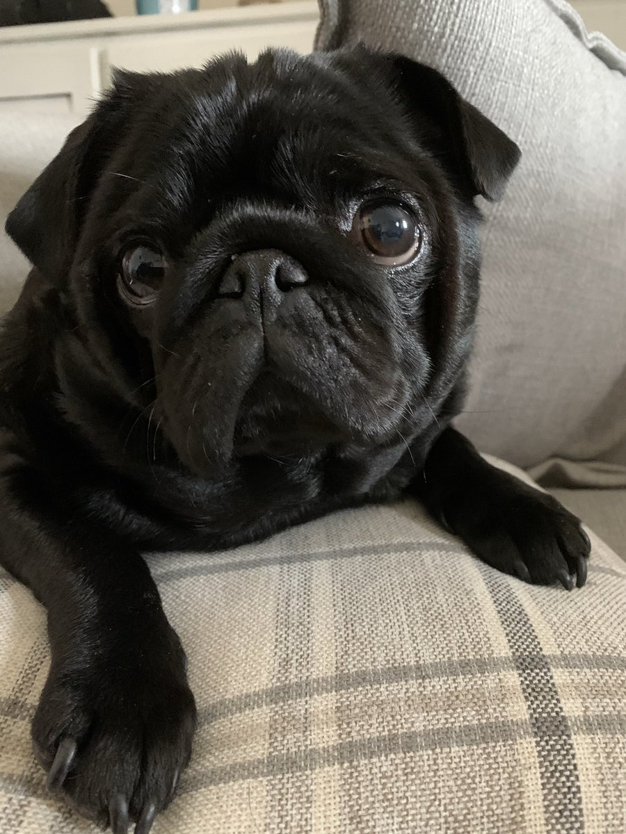 Misfitkris's tweet photo. I miss this little face 💔 can’t believe it’s been a week since Kiwi crossed over rainbow bridge 🌈 the last few days have been a blur #dogsoftwitter #rainbowbridge #grief https://t.co/ezbCYxJp5O