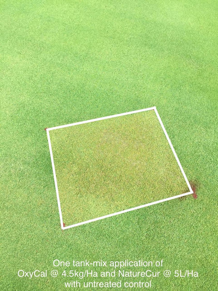 michael_fance's tweet photo. 2. The go-to recovery mix from @AquatrolsEurope @redoxgrows #TurfRx range: #OxyCal & #NatureCur
Post-biotic stresses such as fungal disease ✅
Post-aeration ✅
Post-renovation ✅
Post-abiotic stresses such as heat and drought ✅
Post-turf scorch ✅
@Aquatrols #TriedTestedTrusted https://t.co/554jkpTbTE