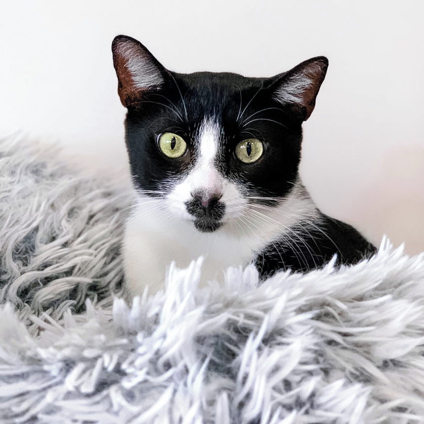 CatCafe Lounge tweet media