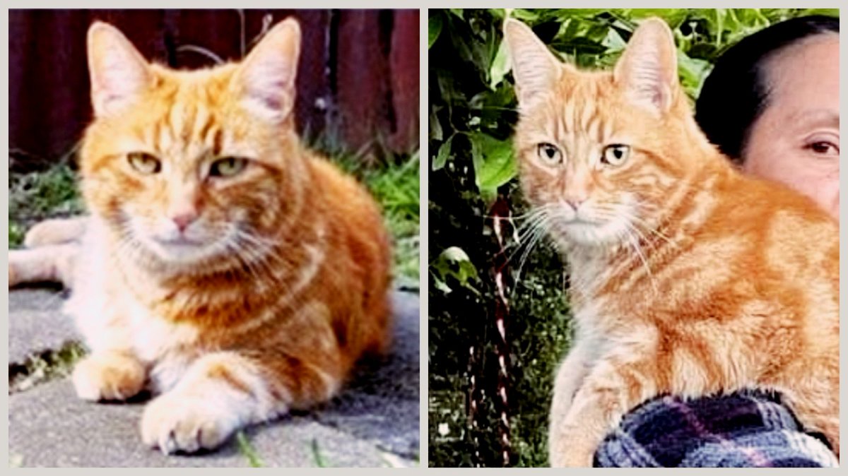 WrennHaye's tweet photo. Missing from SS0 postcode, Westcliff-on-Sea, Essex SS0. Have you seen him? Full details in flyer below.

@The_Animal_Team  #westcliff #leighonsea #southend #CatRescue #petrescue #eastwood @catchatcharity @petsarefound @FoundCATs @lostcats https://t.co/XU0VvkEfCb https://t.co/p47RdIcxpJ