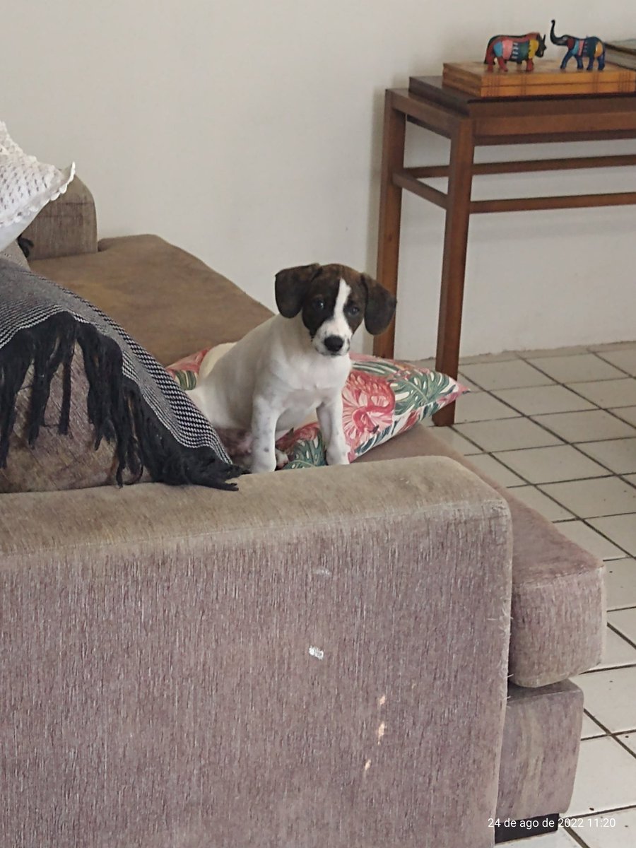 icdas's tweet photo. Tá bagunçando Tobias ? Vamos ficar quietinho pra assistir #MardoSertao https://t.co/RLB6SW1Lbd