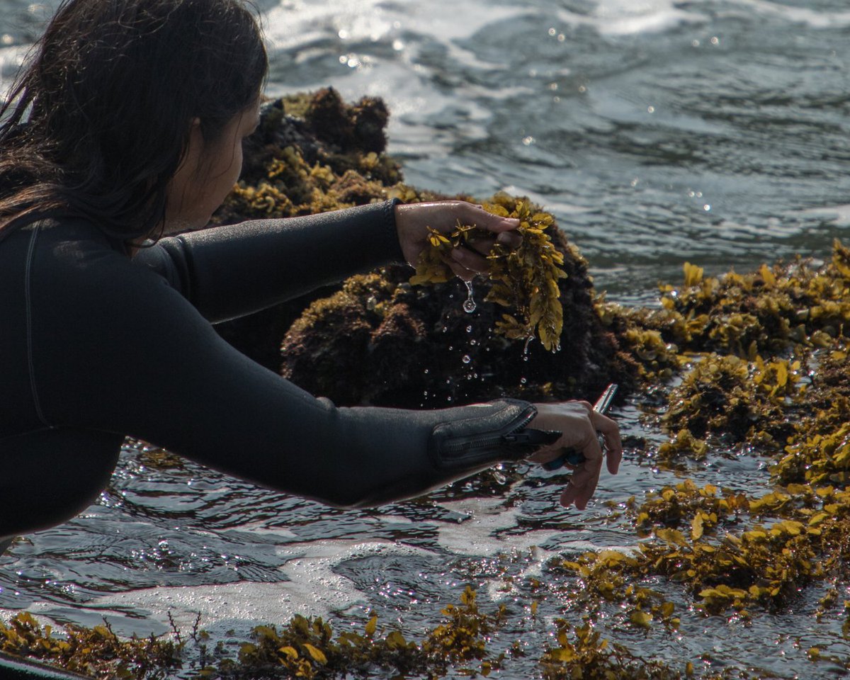 whetstone_mag's tweet photo. India has significant seaweed biodiversity, with more than 800 species. Seaweed is a form of macro-algae, or marine vegetables that grow in oceans. They are high in fibre and minerals, and are increasingly viewed as a sustainable food item. 🧵 https://t.co/ur643JRxL9