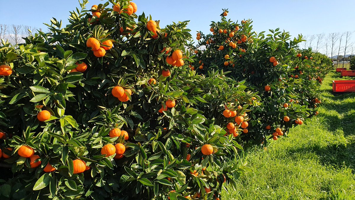 unitedfreshnz's tweet photo. Fresh from Gisborne! The #FirstFresh tangelo harvest is starting. Look for these juicy tangelos in store from spring through to mid summer #unitedfreshnz #loveNZcitrus https://t.co/IqR9CA6Aau