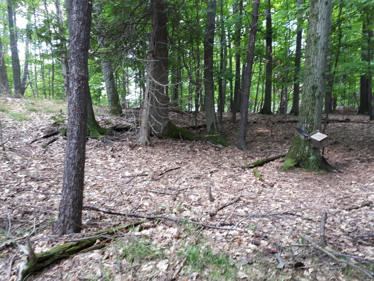RookeAC's tweet photo. Back @QUBioStation today, this time digging holes in the forest for #BIOL300. Not something I imagined doing when I became a Biology Lab Instructor, but you gotta do what you gotta do. https://t.co/JfCvR2I7Ub