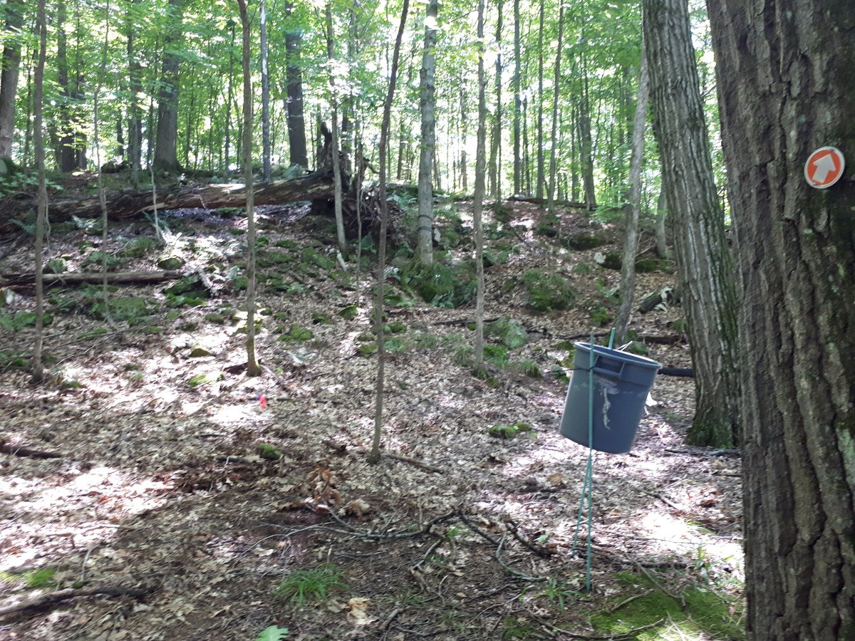 RookeAC's tweet photo. Back @QUBioStation today, this time digging holes in the forest for #BIOL300. Not something I imagined doing when I became a Biology Lab Instructor, but you gotta do what you gotta do. https://t.co/JfCvR2I7Ub