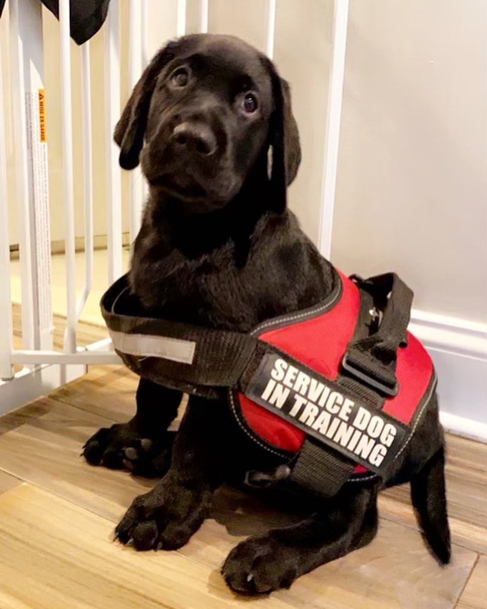 MattMartinFdn's tweet photo. Meet BUBBA! Our adorable service dog who is currently in-training and will be matched with a retired EMT and FDNY firefighter who was a first responder on 9/11. https://t.co/CWQPJuWqkR
