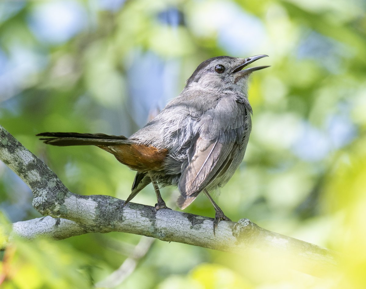 A Grey Catbird in my backyard showing their cheeky rusty feathers.