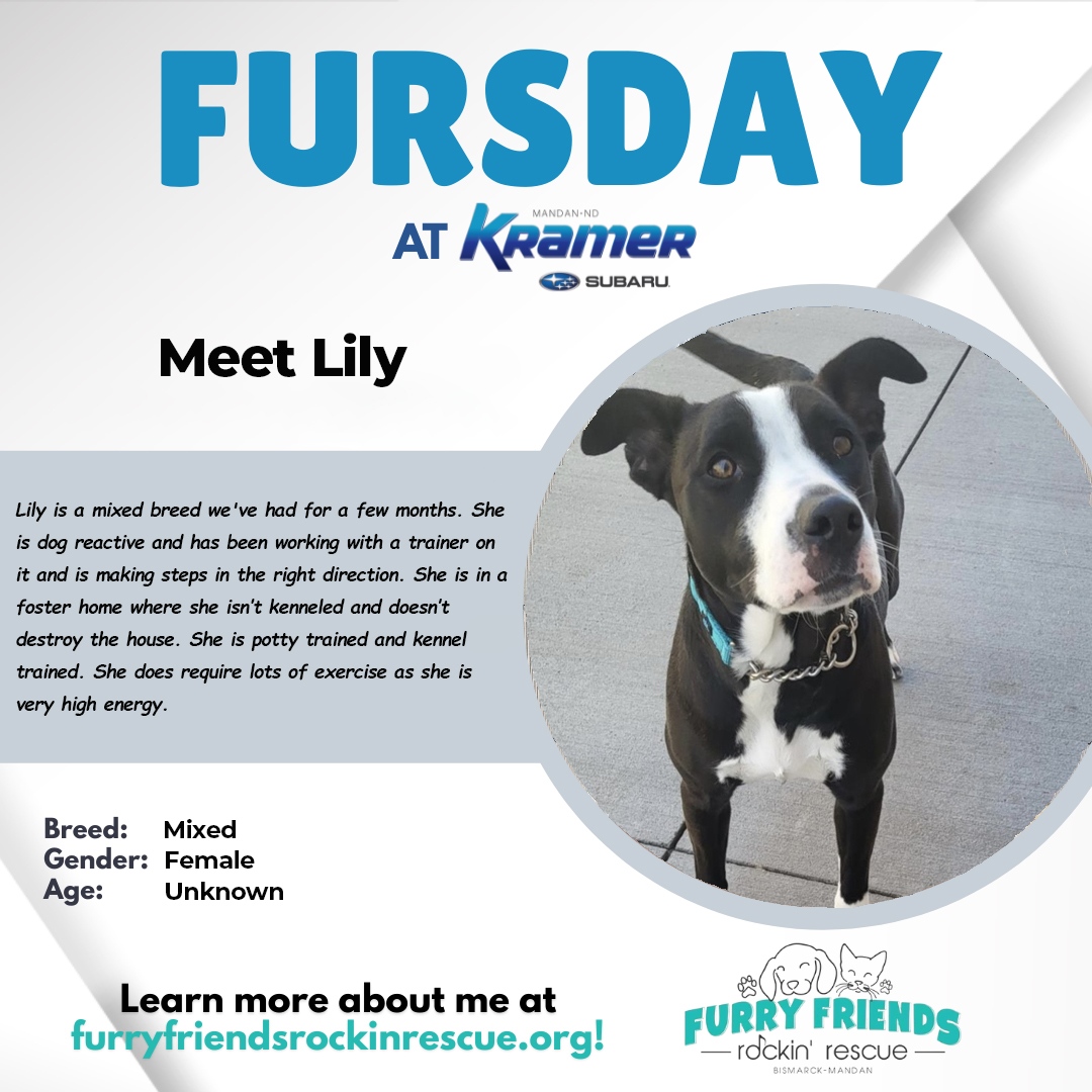 KramerAutomoti2's tweet image. 🐶 Join us this #FURsday to meet Lily from @Furryfriendsrockinrescue at our sister location, #KramerSubaru!
