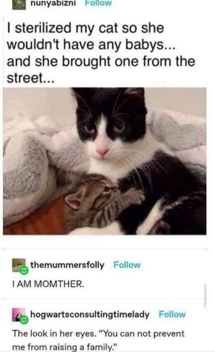 WholesomeMeme's tweet photo. https://t.co/rsZROyusc6